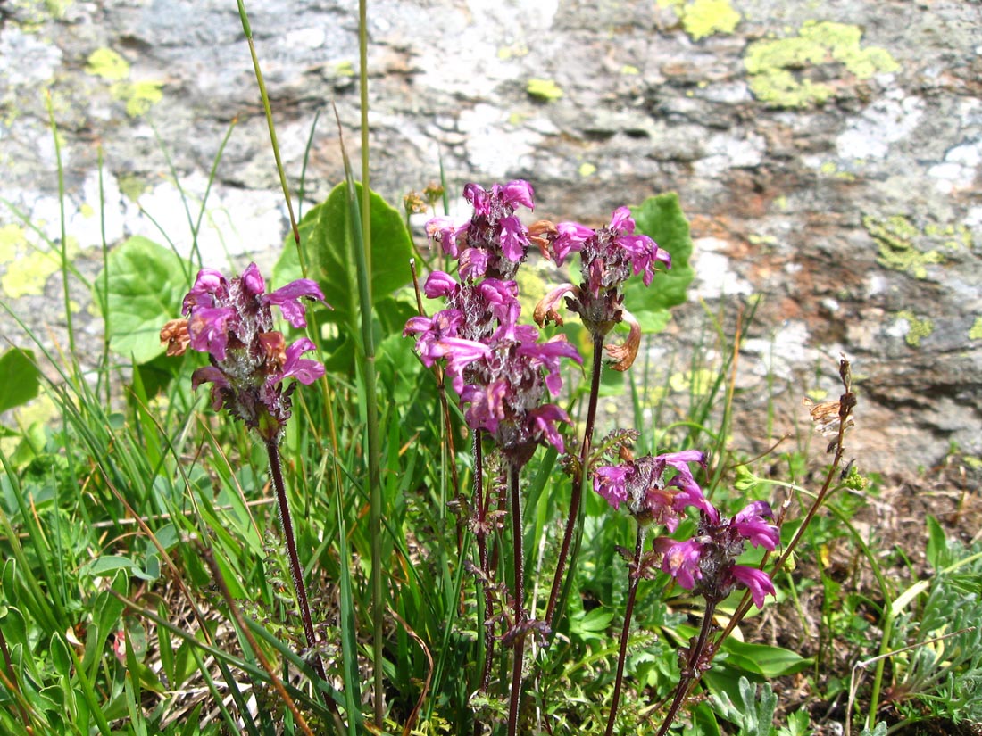 Image of Pedicularis crassirostris specimen.