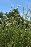 Leucanthemum ircutianum