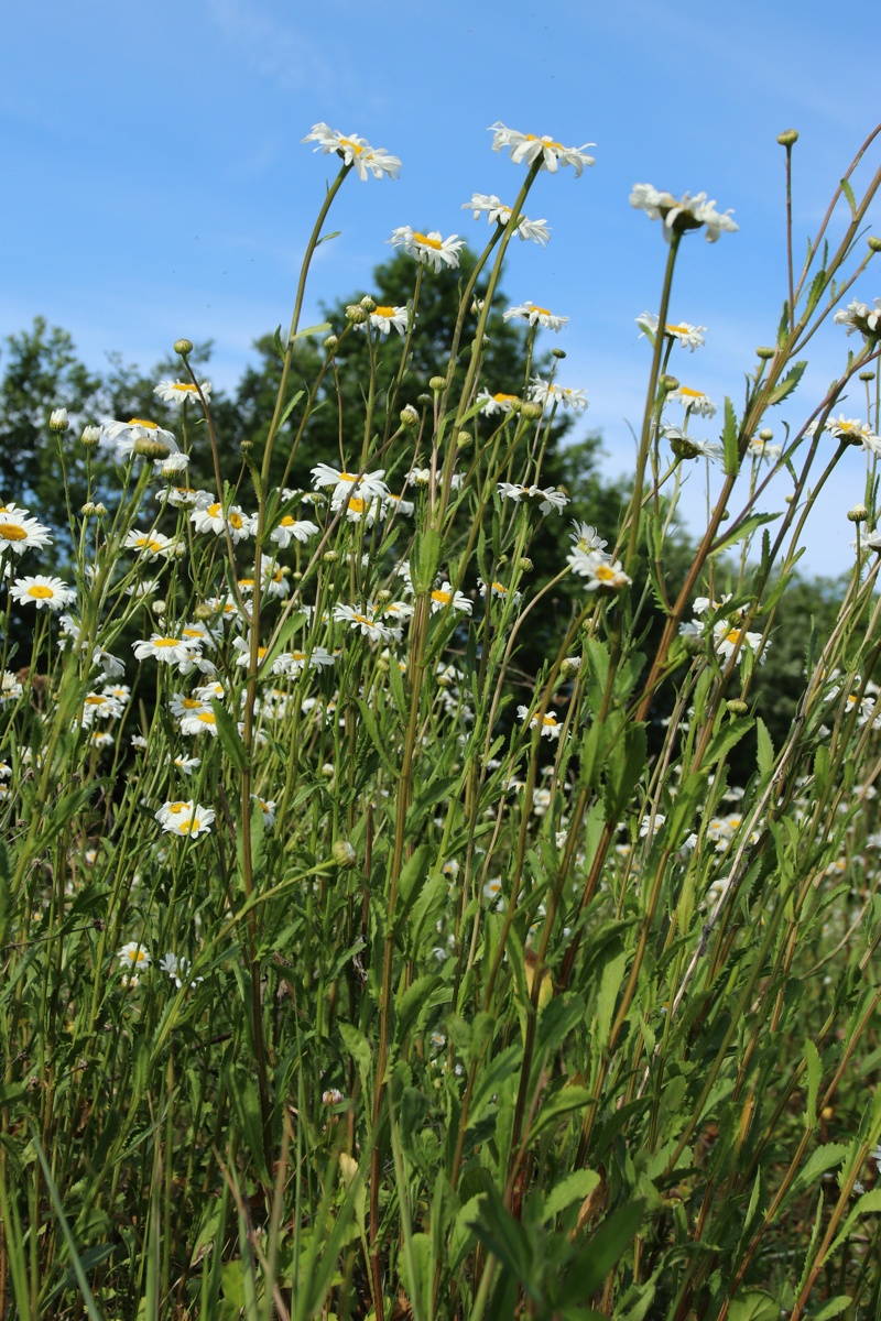 Image of Leucanthemum ircutianum specimen.