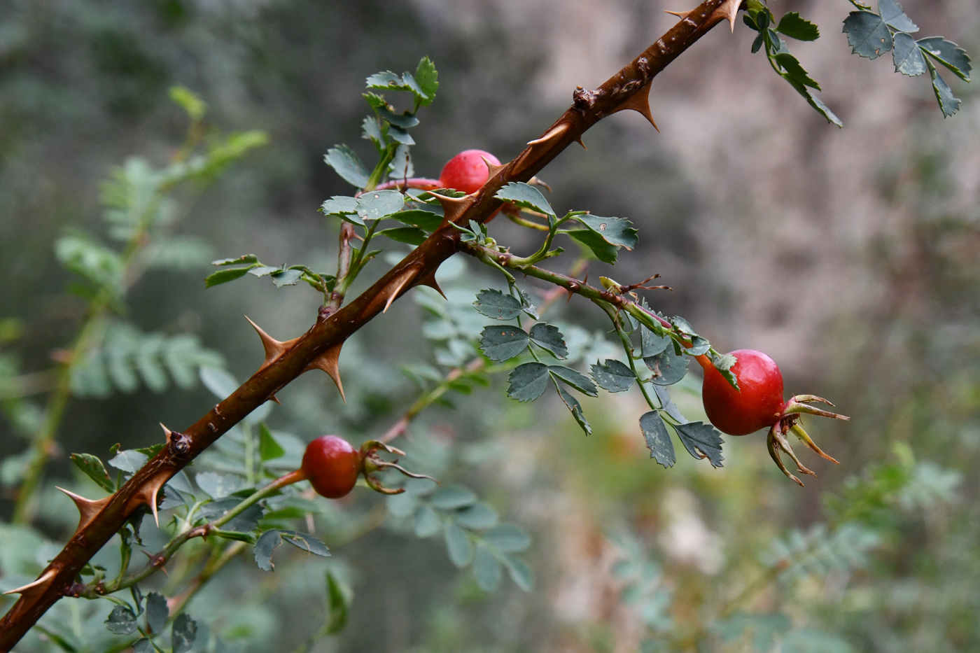Image of Rosa platyacantha specimen.