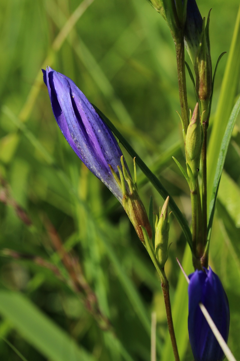 Изображение особи Gentiana pneumonanthe.