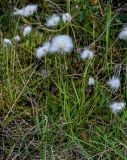 Eriophorum scheuchzeri. Плодоносящие растения. Красноярский край, Таймырский Долгано-Ненецкий р-н, пос. Хантайское Озеро, берег озера, окраина зарослей Salix. 22.07.2023.