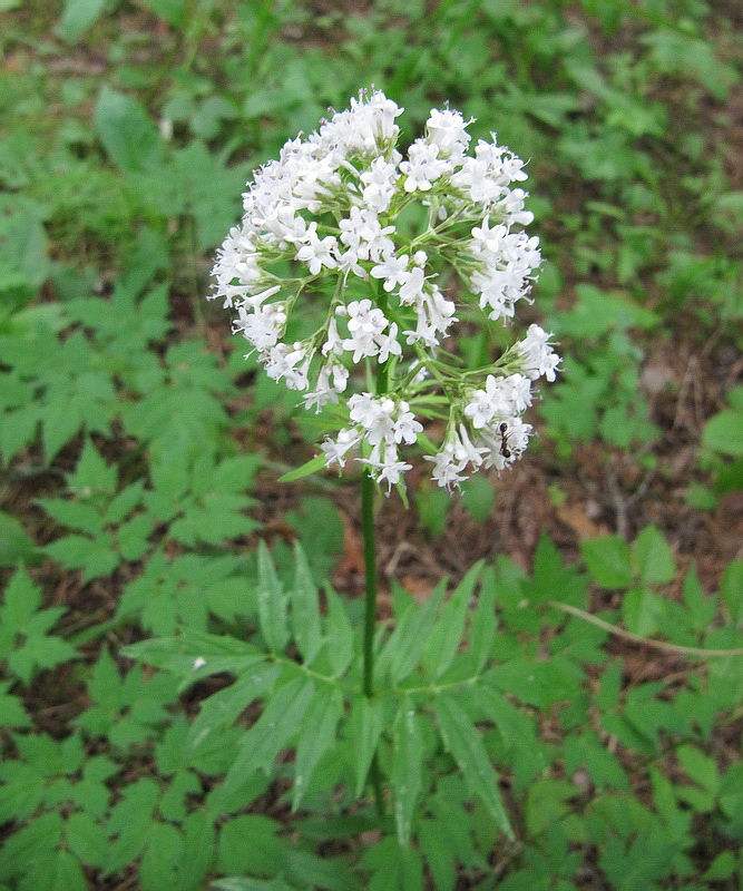 Изображение особи Valeriana officinalis.