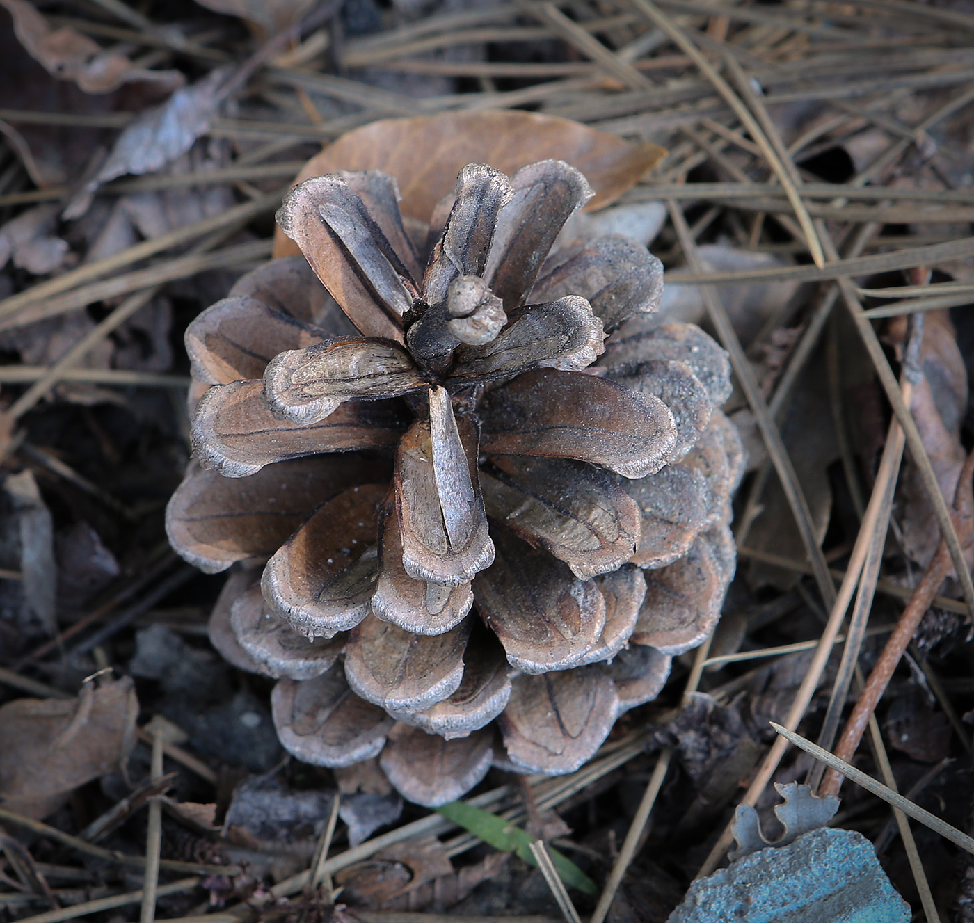 Image of Pinus sylvestris ssp. hamata specimen.
