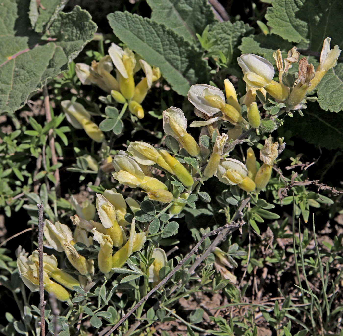 Image of Chamaecytisus ruthenicus specimen.