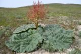 Rheum tataricum. Цветущее растение. Казахстан, Алматинская обл., Чу-Илийские горы, уроч. Тамгалы, степной участок в понижениях между сопками. 3 мая 2024 г.