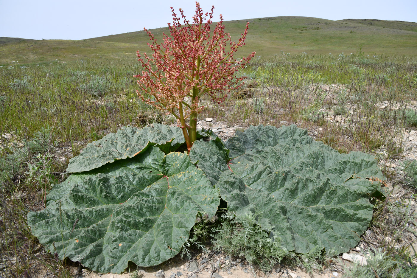Image of Rheum tataricum specimen.