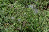 Bromus arvensis