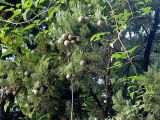 Cupressus sempervirens. Ветви с созревающими шишками. Сочинский р-н, сев. окраина пос. Лазаревское, долина р. Куапсе (Мамедки). 1 октября 2005 г.