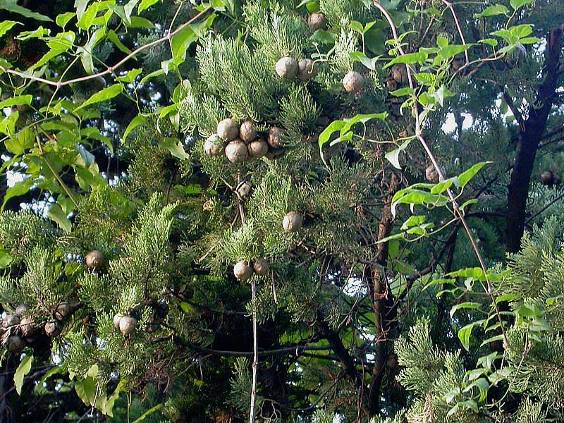 Image of Cupressus sempervirens specimen.