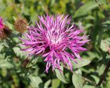 Centaurea pseudophrygia. Соцветие-корзинка. Ульяновская обл., Мелекесский р-н, окр. пос. Русский Мелекесс, суходольный луг. 25.07.2023.