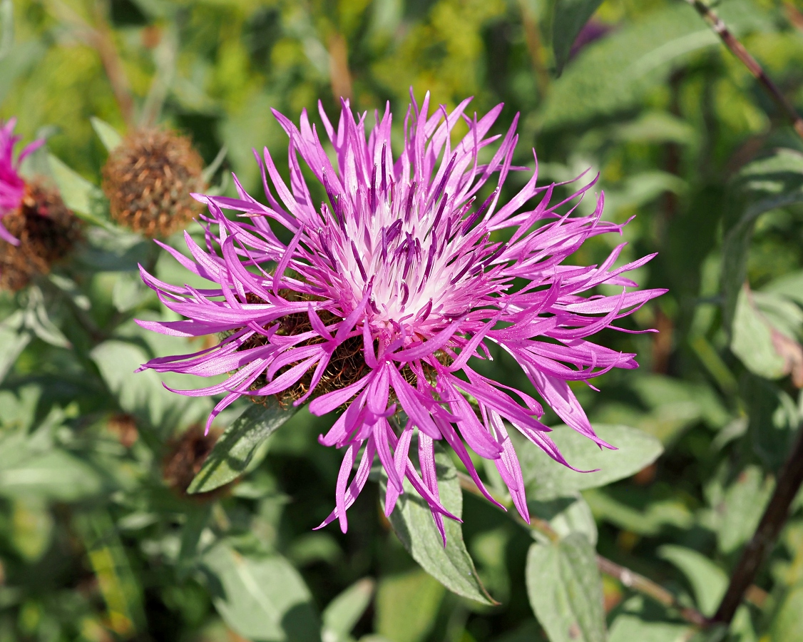 Изображение особи Centaurea pseudophrygia.