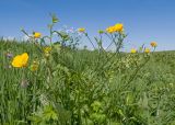 Ranunculus oreophilus. Верхушка цветущего растения. Карачаево-Черкесия, Зеленчукский р-н, гора Джисса, ≈ 1600 м н.у.м., субальпийский луг. 14.06.2024.