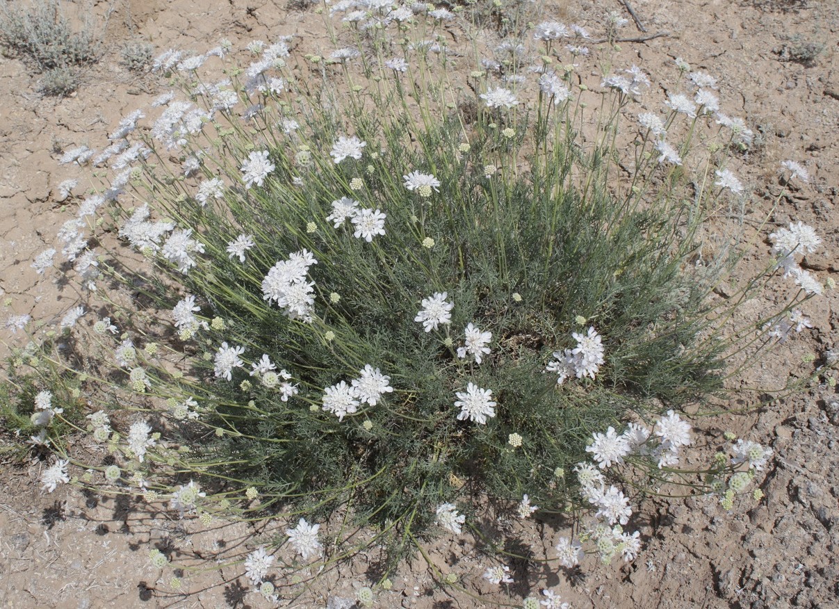 Изображение особи Lomelosia isetensis.