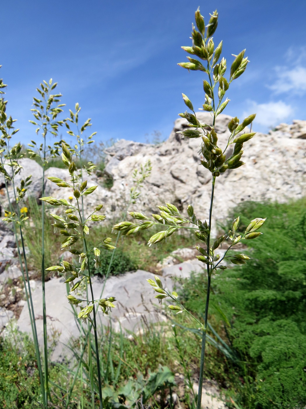 Изображение особи Festuca karatavica.