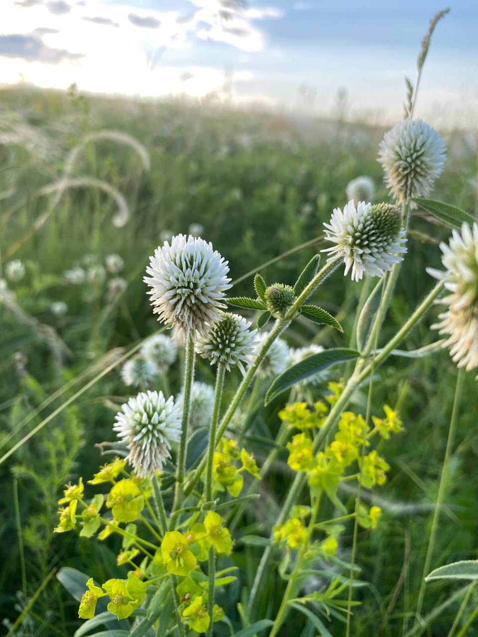 Image of Trifolium montanum specimen.