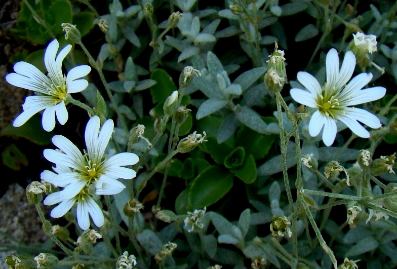 Image of Cerastium szowitsii specimen.