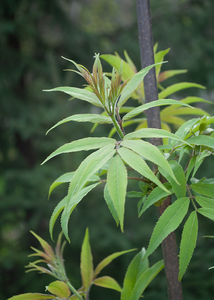 Image of Sambucus sibirica specimen.