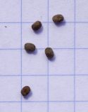 Image of taxon representative. Author is Светлана Коурова