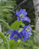 Aquilegia glandulosa