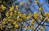 Cornus mas. Часть ветви с соцветиями. Краснодарский край, Сочи, Хостинский р-н, ущ. р. Большая Хоста, смешанный лес. 11.03.2025.