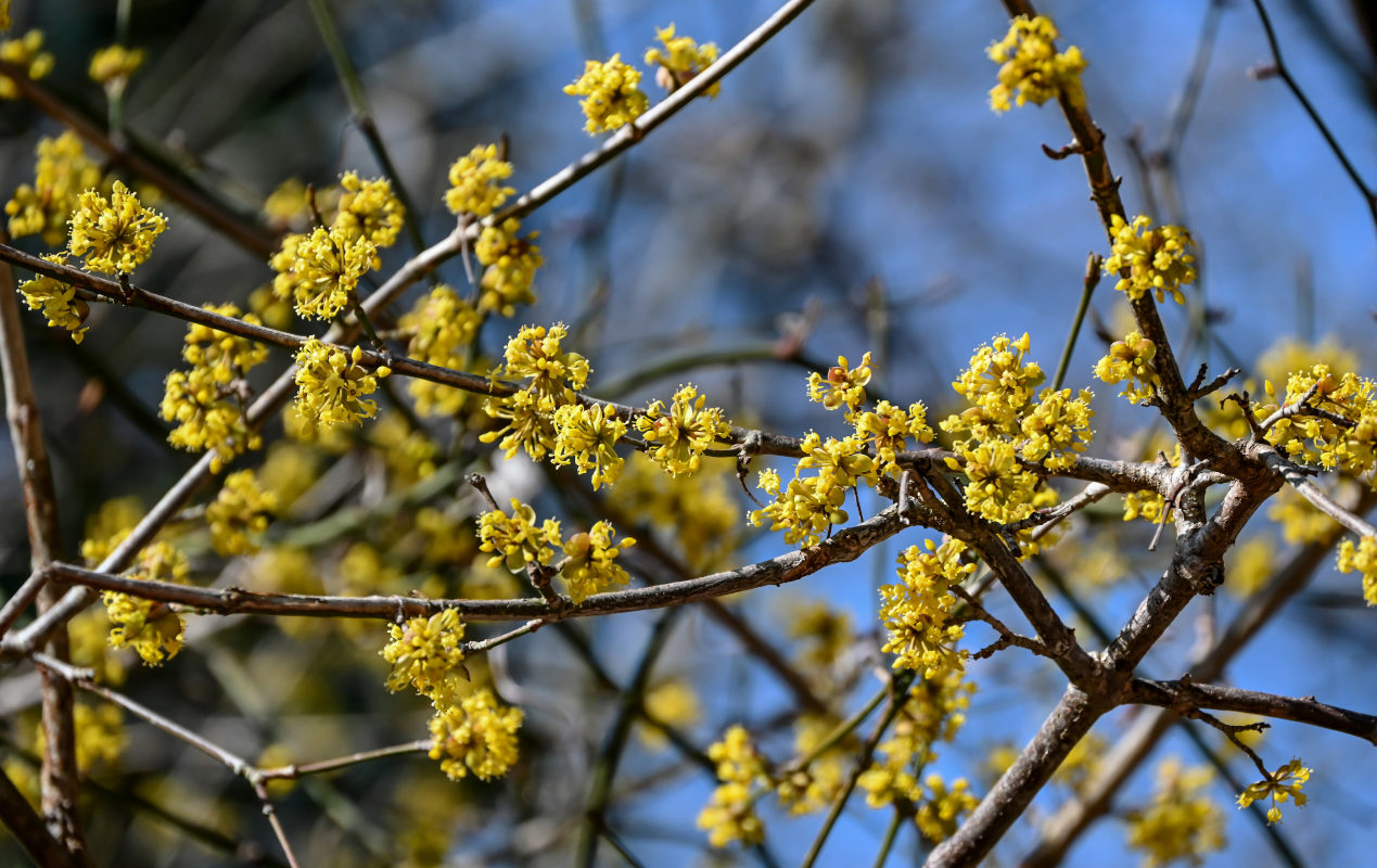 Image of Cornus mas specimen.