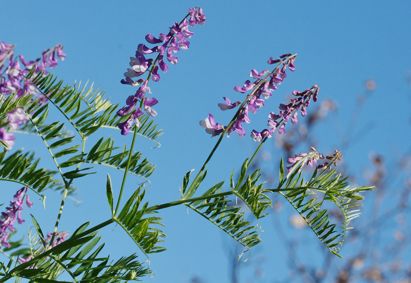 Изображение особи Vicia cracca.