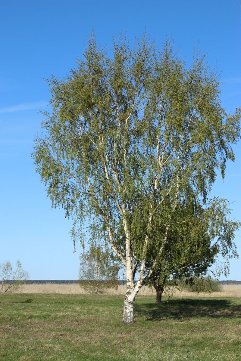 Image of Betula pendula specimen.