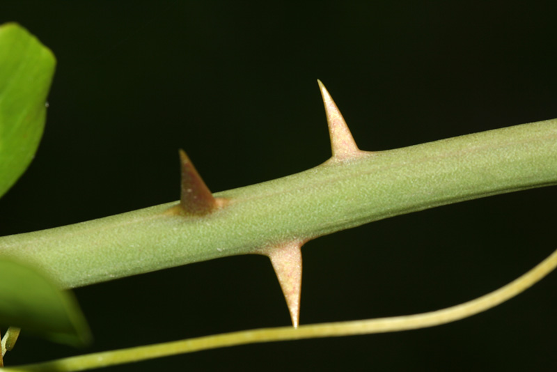 Image of Smilax excelsa specimen.