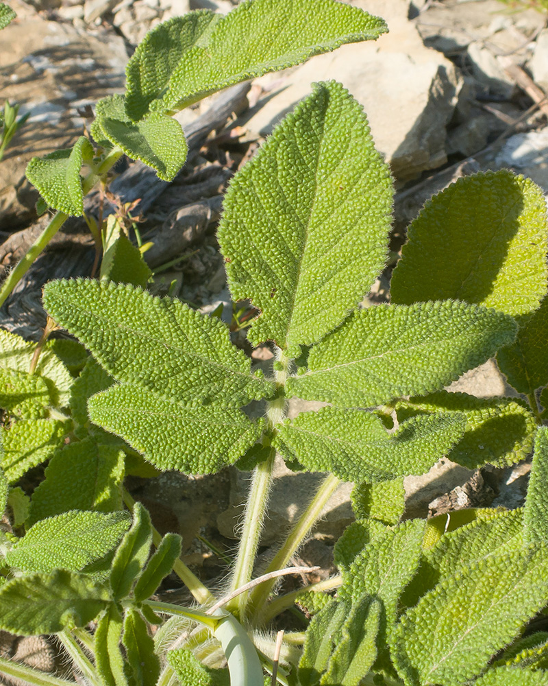 Image of Salvia ringens specimen.