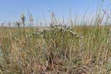 Goniolimon tauricum