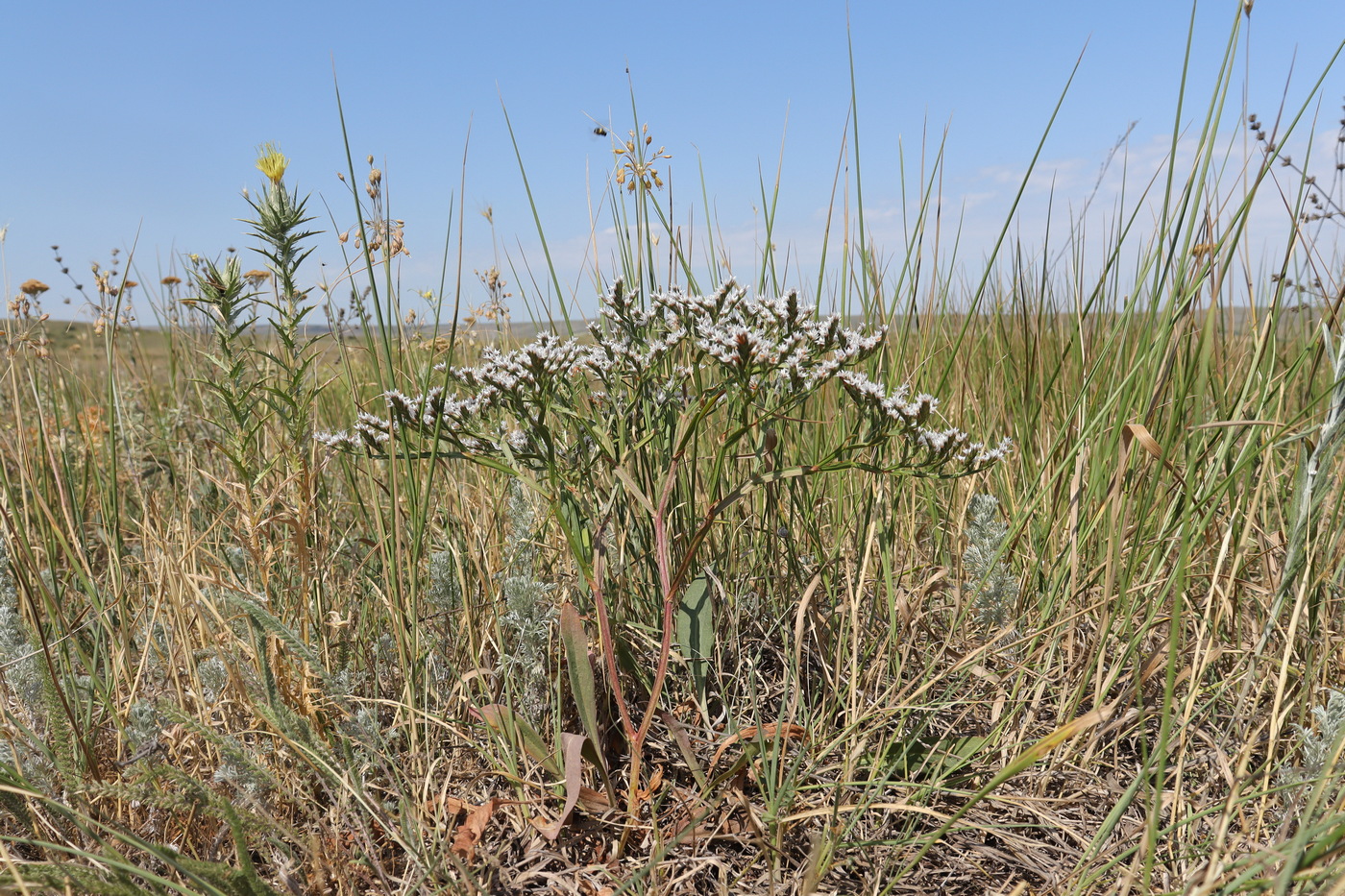 Image of Goniolimon tauricum specimen.