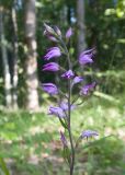 Cephalanthera rubra