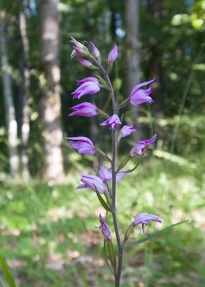 Image of Cephalanthera rubra specimen.