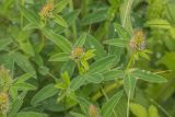 Trifolium medium. Верхушки побегов с раскрывающимися соцветиями. Воронежская обл., Бутурлиновский р-н, окр. г. Бутурлиновка, разнотравный луг. 23.06.2025.