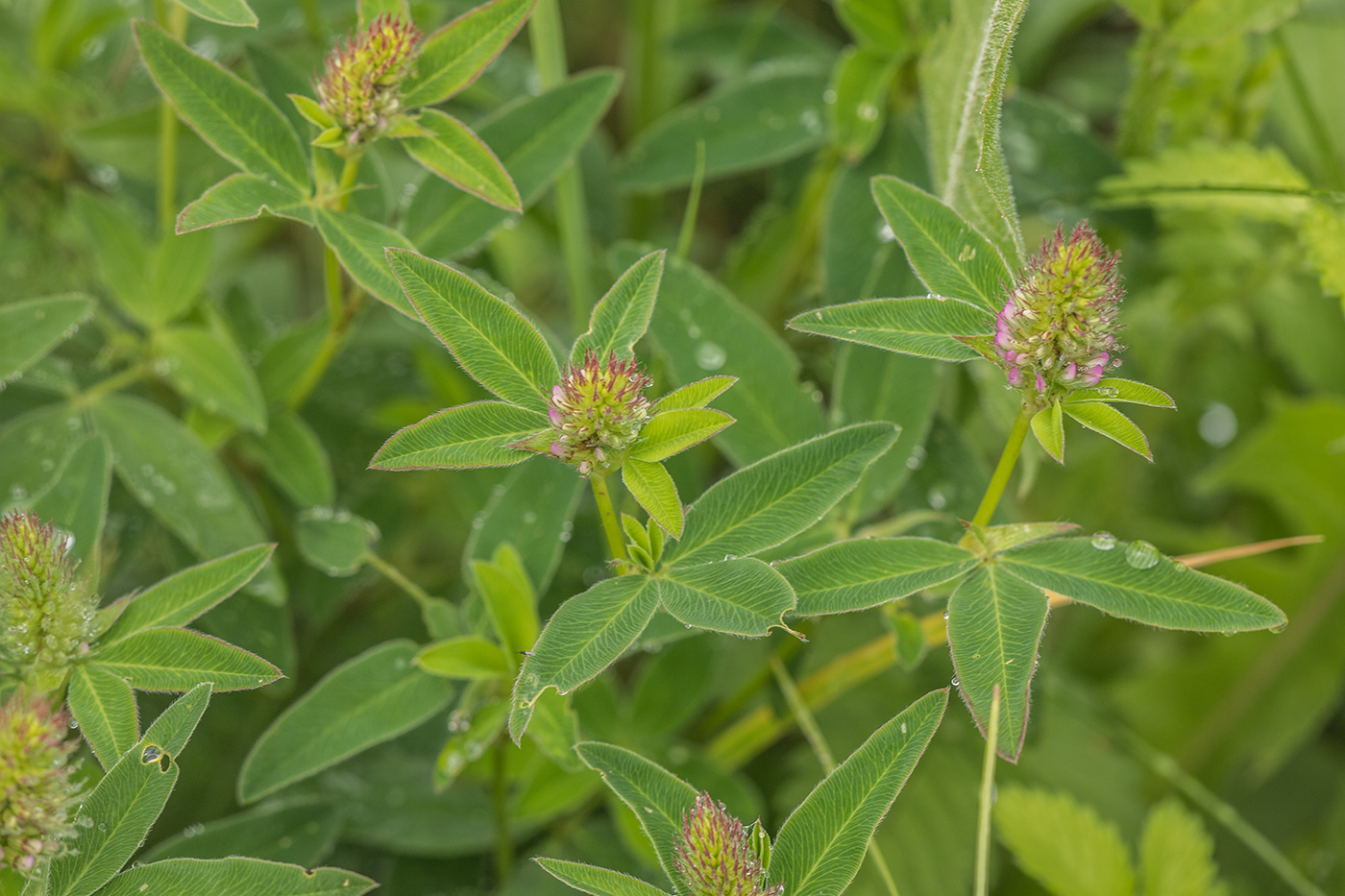Image of Trifolium medium specimen.