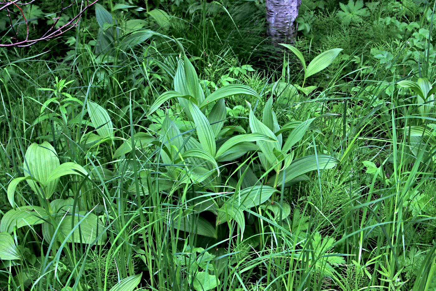Изображение особи Veratrum lobelianum.