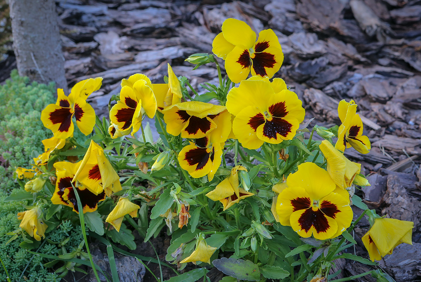 Image of Viola wittrockiana specimen.