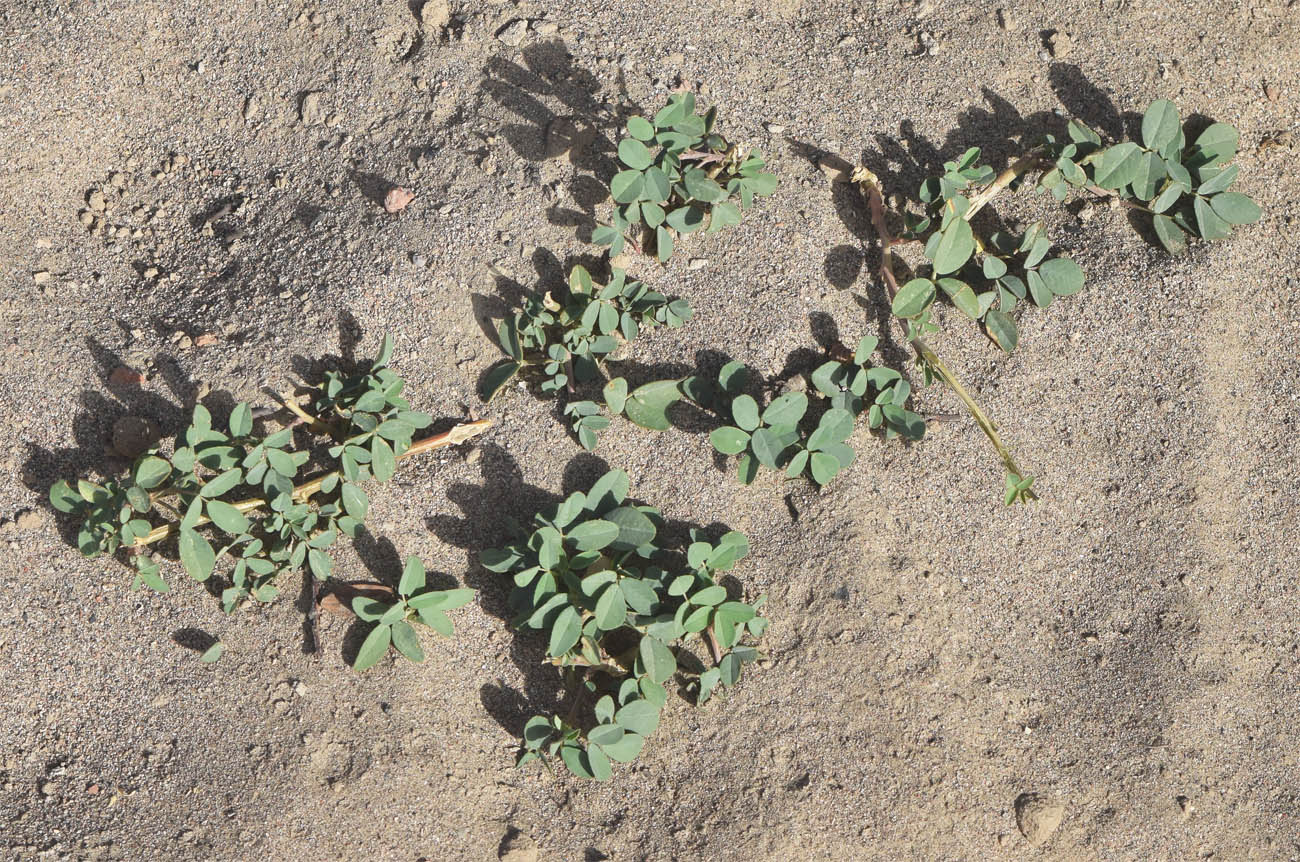 Image of genus Melilotus specimen.