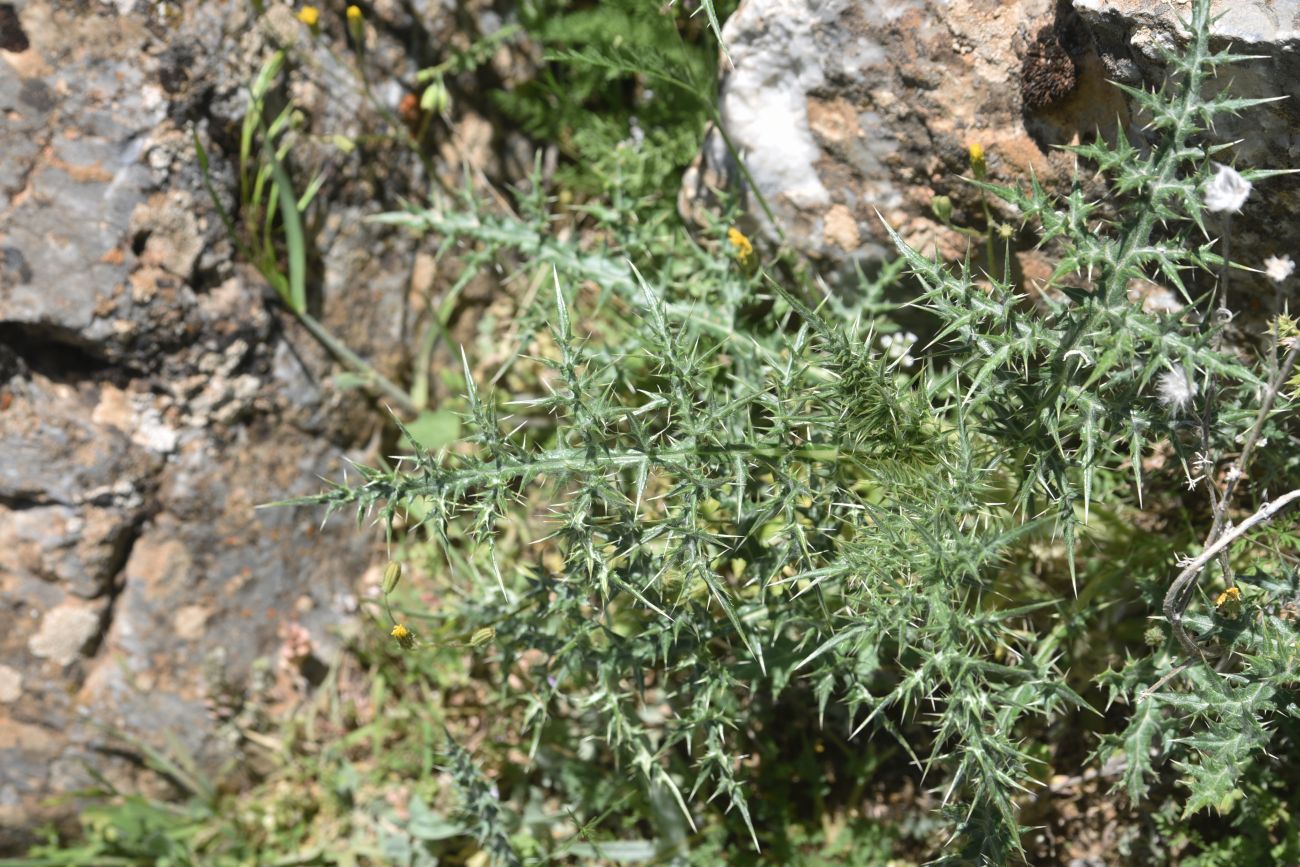 Image of Unknown species specimen.
