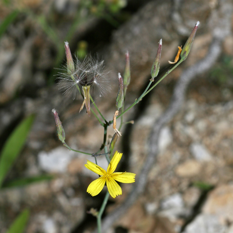 Image of Mycelis muralis specimen.