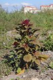 genus Amaranthus