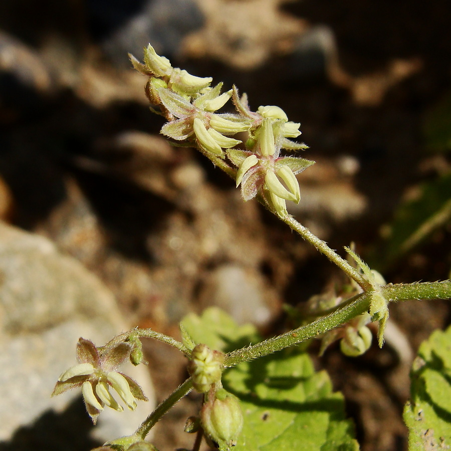 Изображение особи Humulopsis scandens.