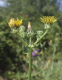 Picris hieracioides. Верхушка побега с распустившимися, нераспустившимися и увядшим соцветиями. Жирона, комарка Баш Эмпорда, муниципалитет Калонже, дубово-сосновый лес, обочина просёлочной дороги. 03.08.2025.