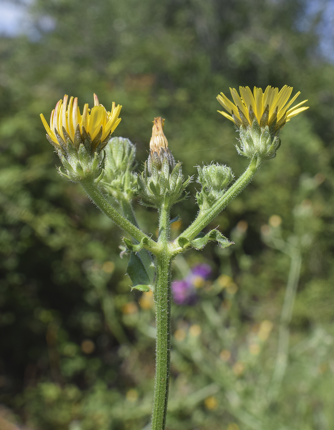 Image of Picris hieracioides specimen.