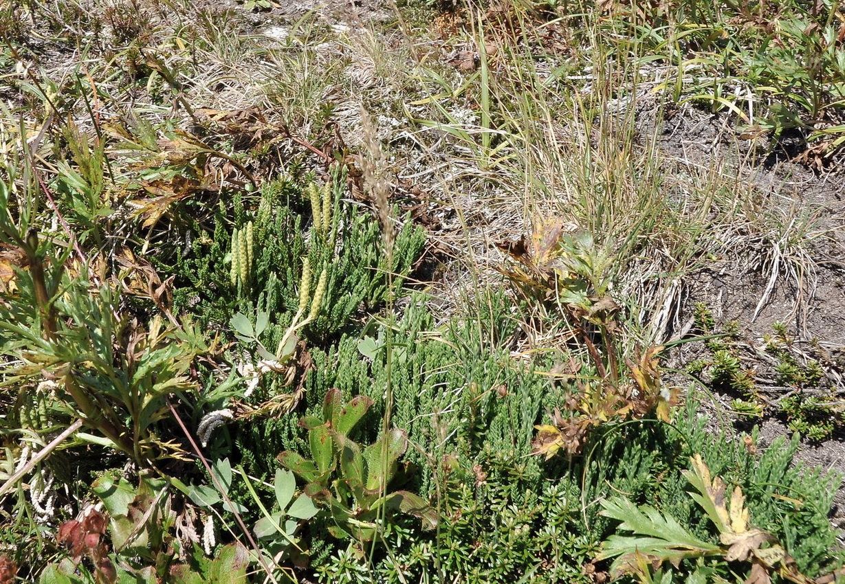 Image of Diphasiastrum alpinum specimen.
