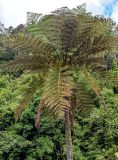 Cyathea cooperi. Верхушка взрослого растения. Португалия, о-в Мадейра, национальный парк \"Рибейру-Фриу\", ≈ 1400 м н.у.м., опушка лаврового леса. 20.08.2025.