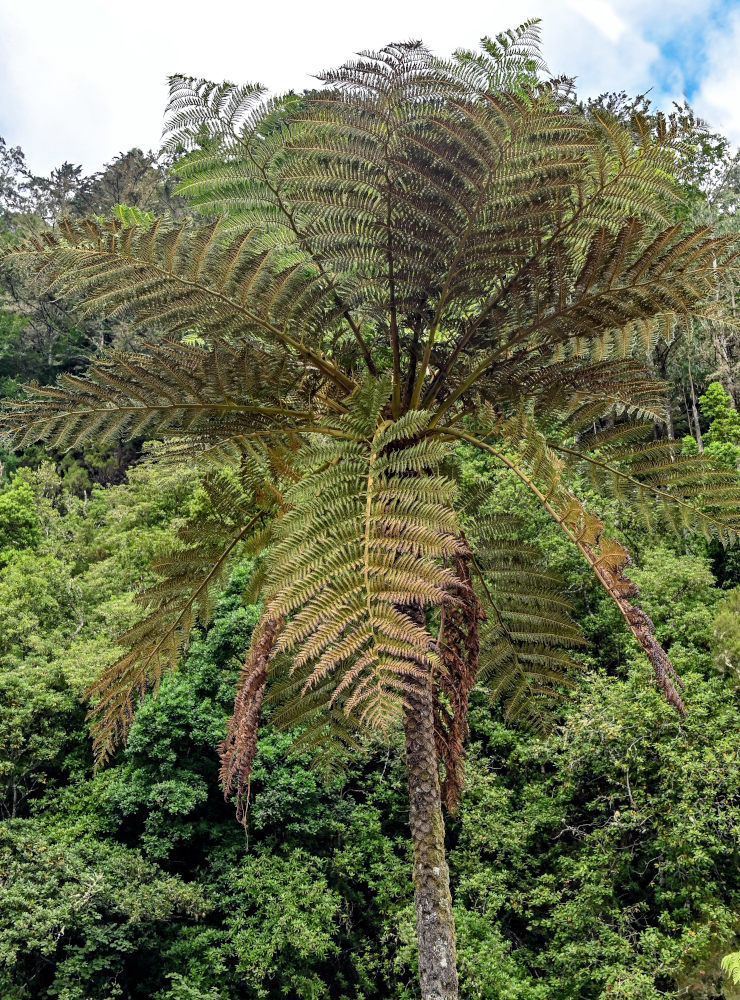 Изображение особи Cyathea cooperi.