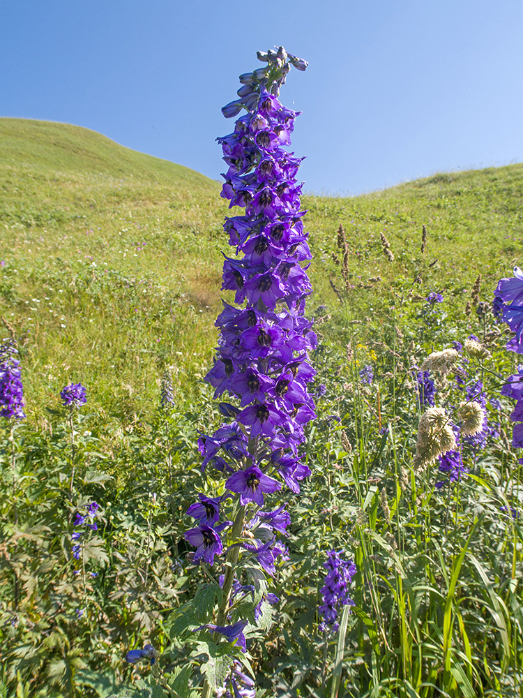 Изображение особи Delphinium bracteosum.
