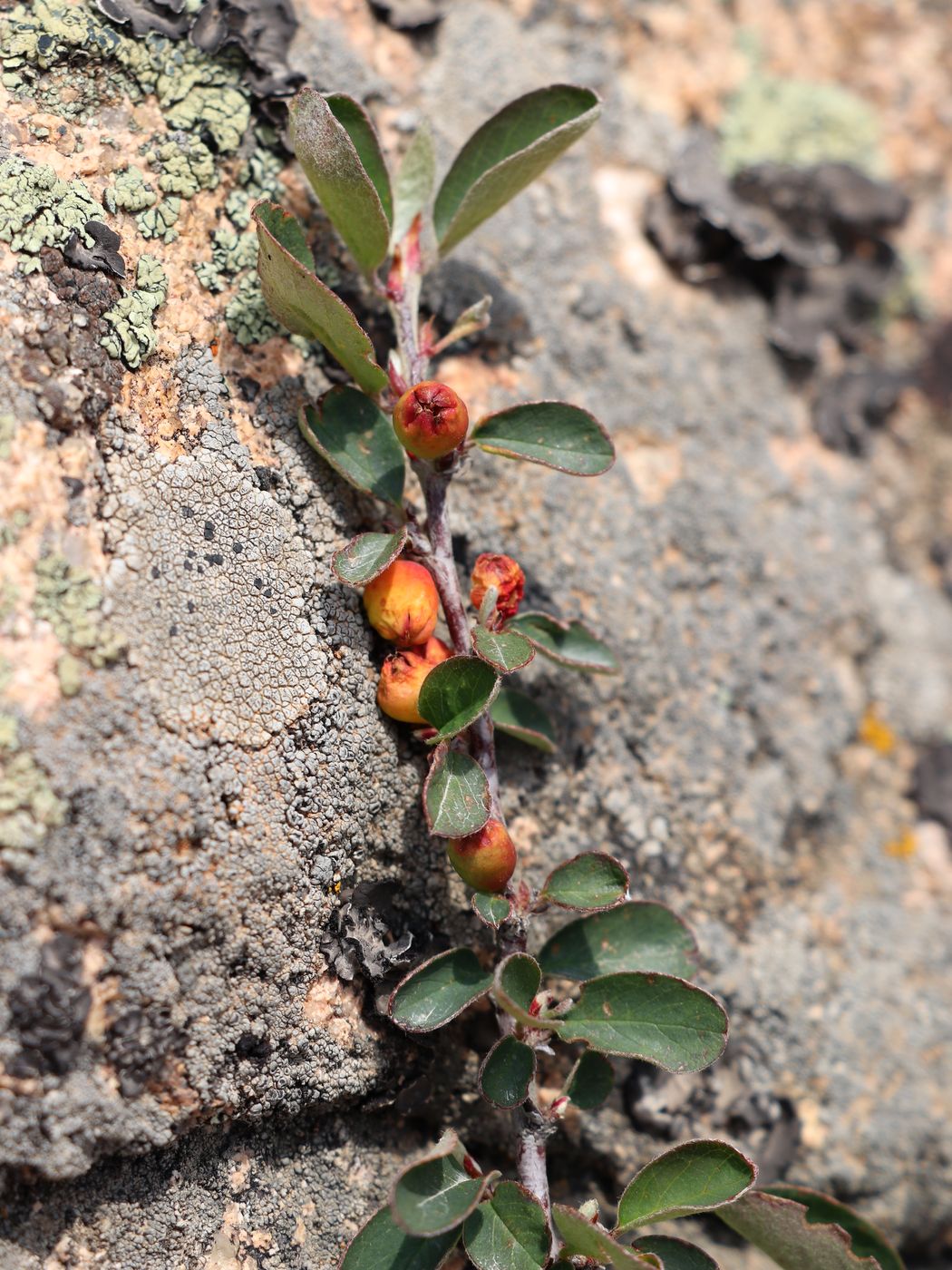 Image of Cotoneaster pojarkovae specimen.